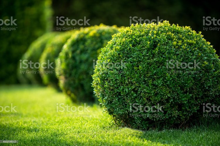 Καλλωπιστικά