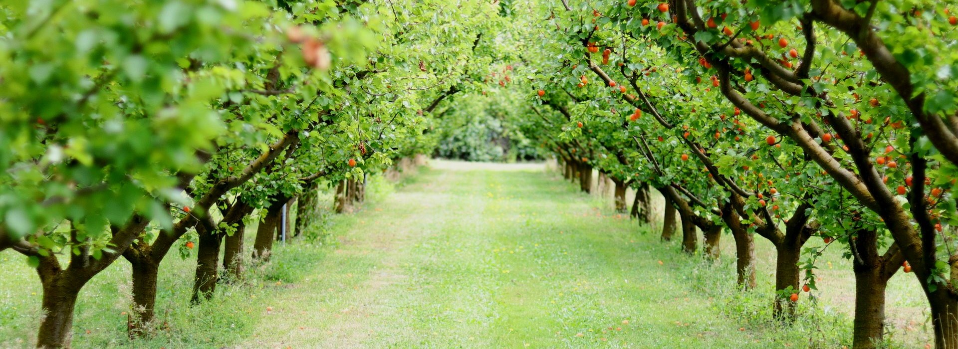 Οπωροφόρα - Καρποφόρα
